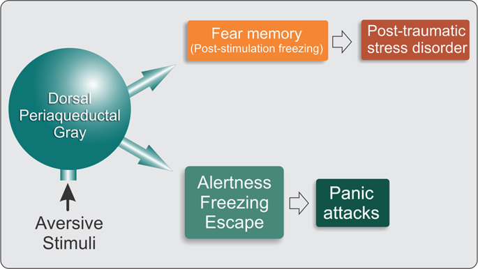 Role Of The Dorsal Periaqueductal Gray In Posttraumatic Stress Disorder Mediation By Dopamine And Neurokinin Translational Psychiatry X Mol