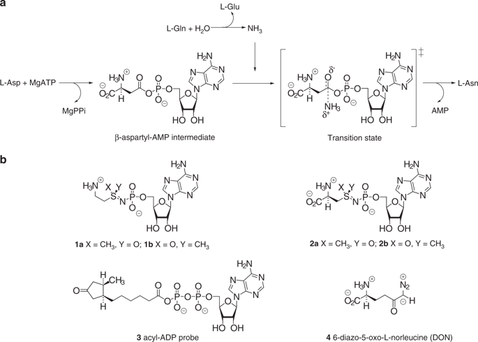 High Resolution Crystal Structure Of Human Asparagine Synthetase Enables Analysis Of Inhibitor Binding And Selectivity Communications Biology X Mol