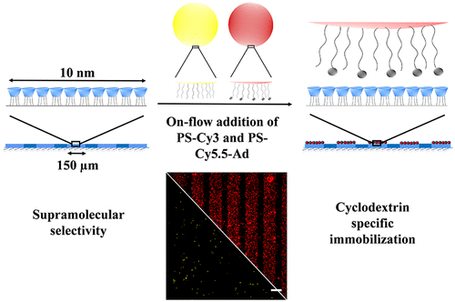 on-flow-immobilization-of-polystyrene-microspheres-on-cyclodextrin