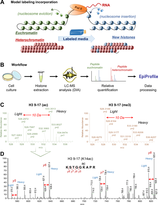 A Mass Spectrometry-based Assay Using Metabolic Labeling To Rapidly ...