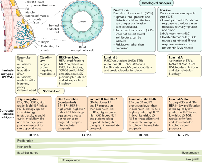 Breast Cancer.,Nature Reviews Disease Primers - X-MOL