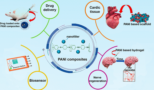 progress-in-conductive-polyaniline-based-nanocomposites-for-biomedical