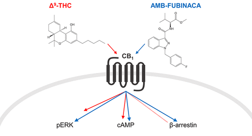 Do Toxic Synthetic Cannabinoid Receptor Agonists Have Signature In ...