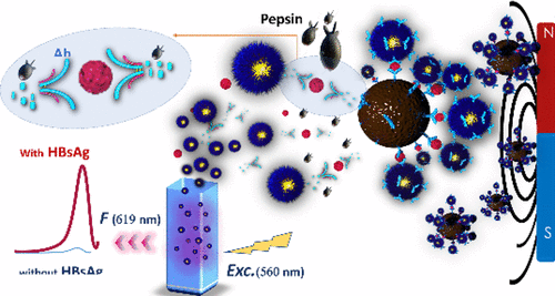 A Novel Immunosensing Method Based On The Capture And Enzymatic Release ...