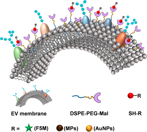 General Approach To Engineering Extracellular Vesicles For Biomedical ...