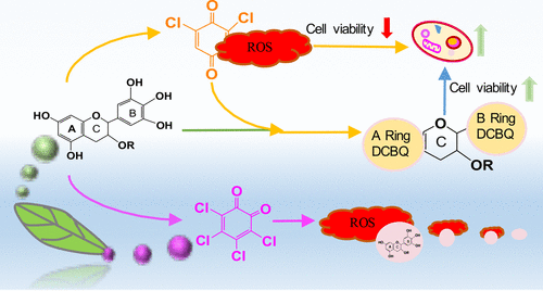 Occurrence, Formation, And Oxidative Stress Of Emerging Disinfection ...