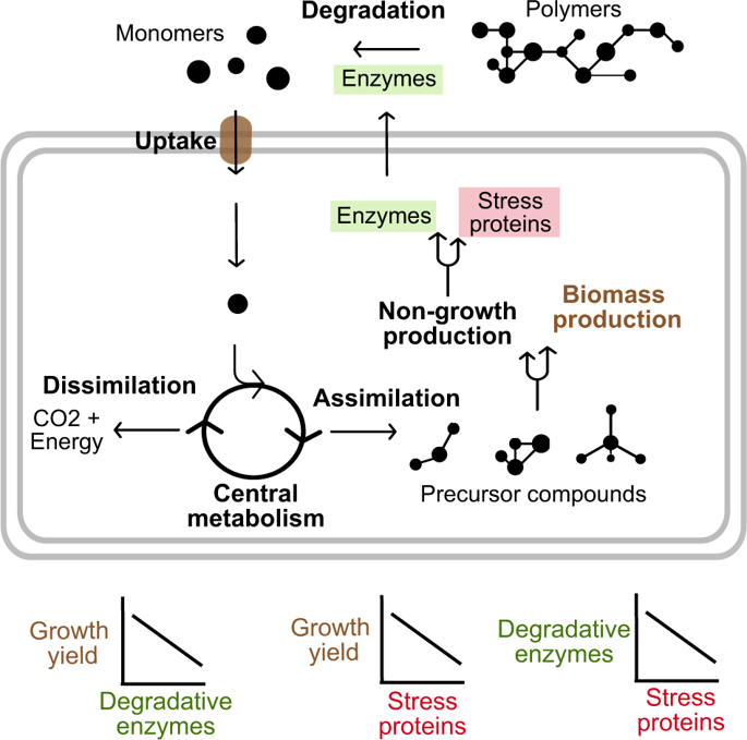 Defining Trait-based Microbial Strategies With Consequences For Soil ...