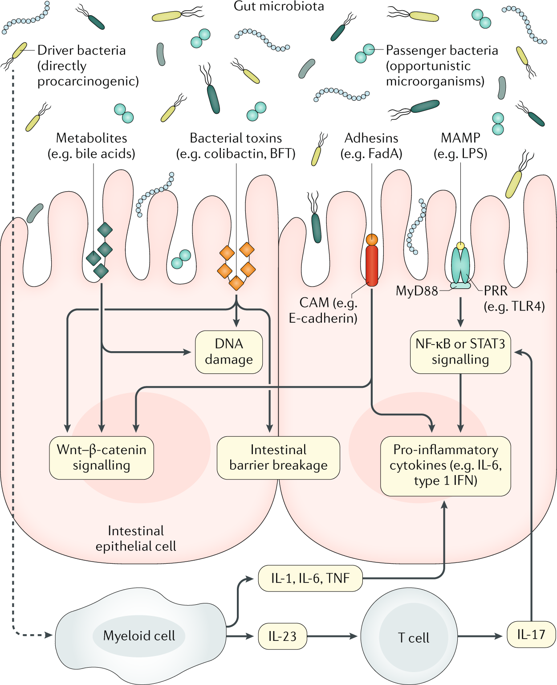Gut Microbiota In Colorectal Cancer Mechanisms Of Action And Clinical