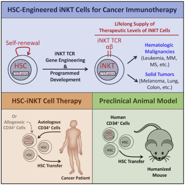 Development Of Hematopoietic Stem Cell Engineered Invariant Natural Killer T Cell Therapy For Cancer Cell Stem Cell X Mol