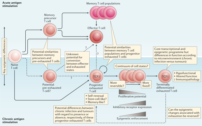 Defining 'T Cell Exhaustion'.,Nature Reviews Immunology - X-MOL