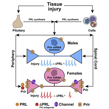 Prolactin Regulates Pain Responses Via A Female Selective Nociceptor Specific Mechanism Iscience X Mol