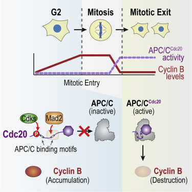 The G2 To M Transition Is Ensured By A Dual Mechanism That Protects Cyclin B From Degradation By Cdc Activated Apc C Developmental Cell X Mol