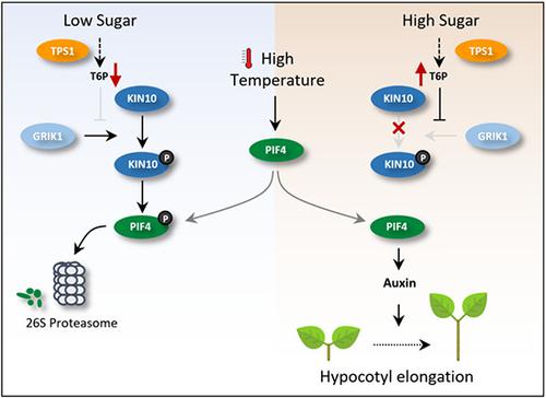 Trehalose 6 Phosphate Signaling Regulates Thermoresponsive Hypocotyl Growth In Arabidopsis