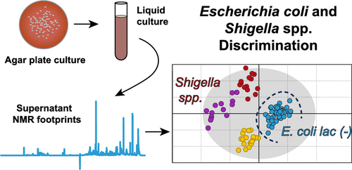 Discrimination Of Escherichia Coli And Shigella Spp By Nuclear Magnetic Resonance Based Metabolomic Characterization Of Culture Media Acs Infectious Diseases X Mol