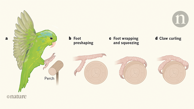 Understanding the Perch - Taking Care of Your Bird and Their Feet