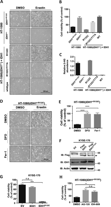 突变idh1产生的oncometabolite 2 Hydroxyglutarate使细胞对肥大症敏感 Cell Death Disease X Mol