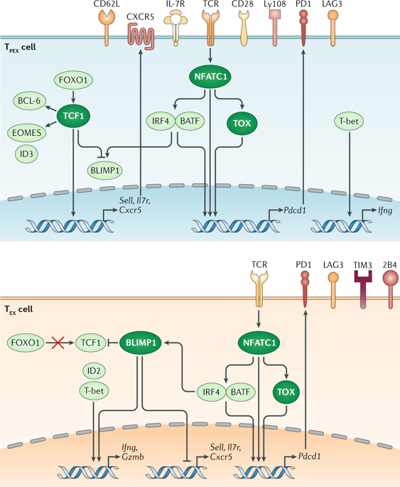 Precursor Exhausted T Cells: Key To Successful Immunotherapy?,Nature ...