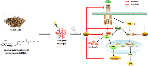 Clg From Hemp Seed Inhibits Lps Stimulated Neuroinflammation In Bv2 Microglia By Regulating Nf Kb And Nrf 2 Pathways Acs Omega X Mol