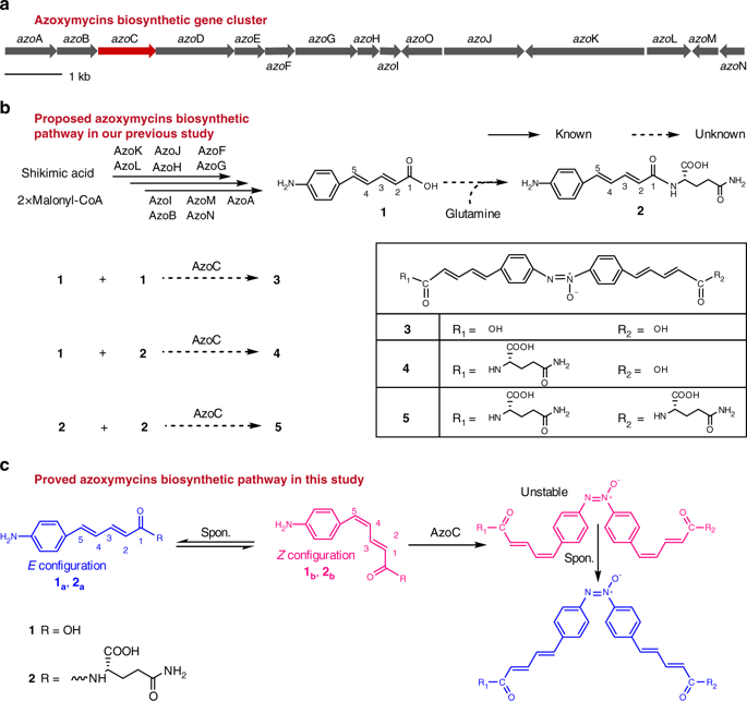 Molecular Mechanism Of Azoxy Bond Formation For Azoxymycins ...