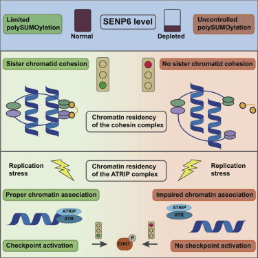 Frontiers  SUMO control of centromere homeostasis