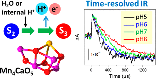 Proton Release Process During The S2-to-S3 Transition Of Photosynthetic ...