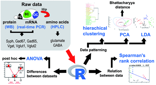 The relation between parietal GABA concentration and numerical