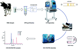 Highly Sensitive Determination Of Aminoglycoside Residues In Food By Sheathless Ce Esi Ms Ms Analytical Methods X Mol