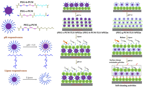 Layer-by-Layer Assembled Multilayer Films With Multiple Antibacterial ...