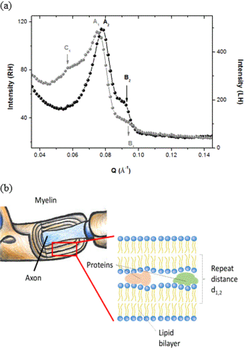 Brain Lateralization Probed By Water Diffusion At The Atomic To Micrometric Scale Scientific Reports X Mol