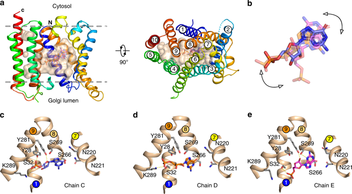 Structural basis for substrate specificity and regulation of nucleotide ...