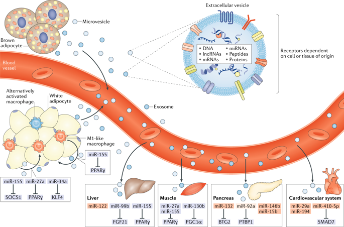 The Clinical Potential Of Circulating MicroRNAs In Obesity.,Nature ...