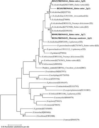 Molecular Detection And Genetic Characterization Of Bartonella Species From Rodents And Their Associated Ectoparasites From Northern Tanzania Plos One X Mol