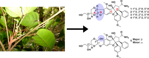 Structurally Modified Cyclopenta[b]benzofuran Analogues Isolated From ...