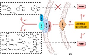 Structures of nitroaromatic compounds induce Shewanella oneidensis