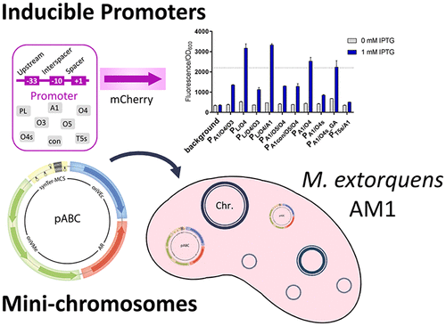 Design And Control Of Extrachromosomal Elements In Methylorubrum ...