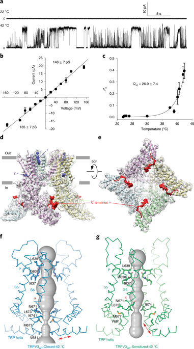 structural-basis-of-temperature-sensation-by-the-trp-channel-trpv3