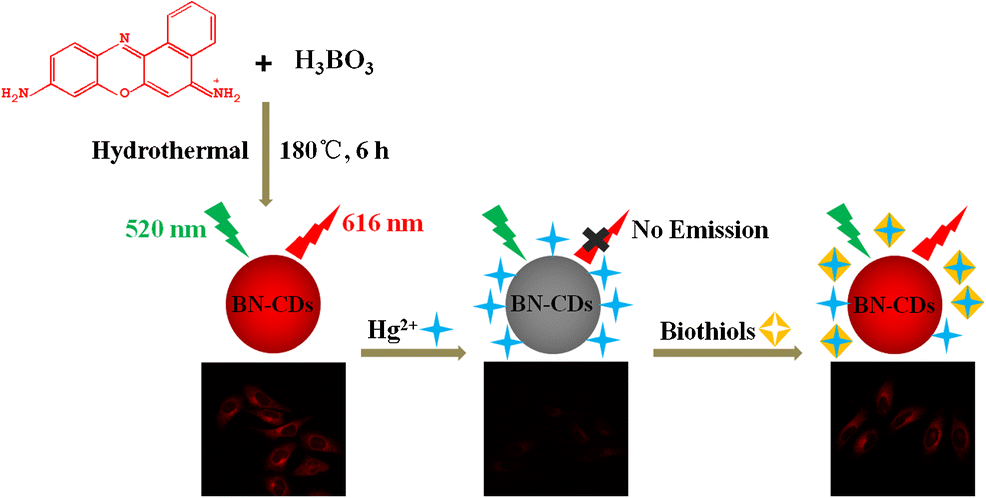 Red Emissive Boron And Nitrogen Co Doped On Off On Carbon Dots For Detecting And Imaging Of Mercury Ii And Biothiols Microchimica Acta X Mol