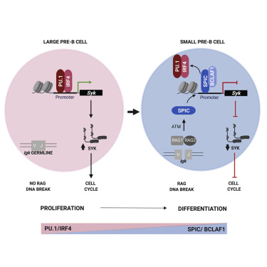 Rag Mediated Dna Breaks Attenuate Pu 1 Activity In Early B Cells Through Activation Of A Spic laf1 Complex Cell Reports X Mol