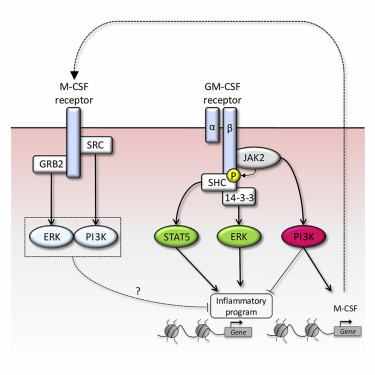 Signal Integration And Transcriptional Regulation Of The Inflammatory Response Mediated By The Gm M Csf Signaling Axis In Human Monocytes Cell Reports X Mol