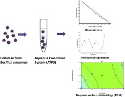 Optimize Purification Of A Cellulase From Bacillus Velezensis By Aqueous Two Phase System Atps Using Response Surface Methodology Process Biochemistry X Mol