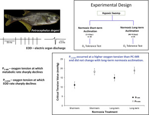 The effect of normoxia exposure on hypoxia tolerance and