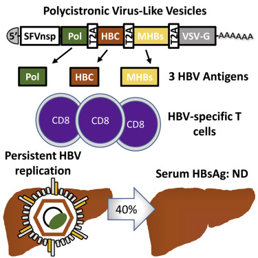 Virus Like Vesicles Expressing Multiple Antigens For Immunotherapy Of Chronic Hepatitis B Iscience X Mol