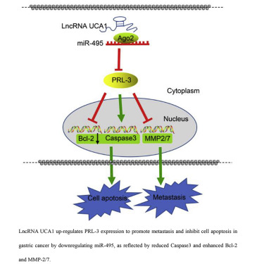 Long Noncoding Rna Uca1 Regulates Prl 3 Expression By Sponging Microrna 495 To Promote The Progression Of Gastric Cancer Molecular Therapy Nucleic Acids X Mol