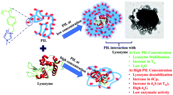 Does Poly Ionic Liquid Modulate The Non Covalent Interactions Of Chicken Egg White Lysozyme Elucidation Of Biomolecular Interactions Between Biomolecules And Macromolecular Solvents New Journal Of Chemistry X Mol