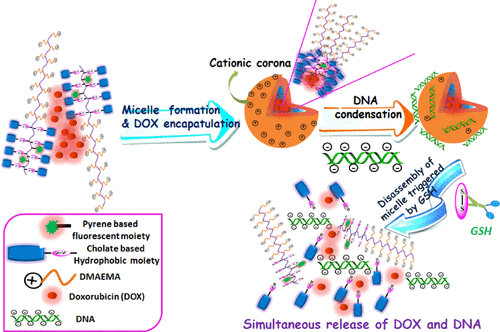 Redox-Responsive Efficient DNA And Drug Co-Release From Micelleplexes ...