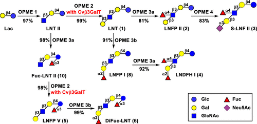 A Bacterial B1 3 Galactosyltransferase Enables Multigram Scale Synthesis Of Human Milk Lacto N Tetraose Lnt And Its Fucosides Acs Catalysis X Mol