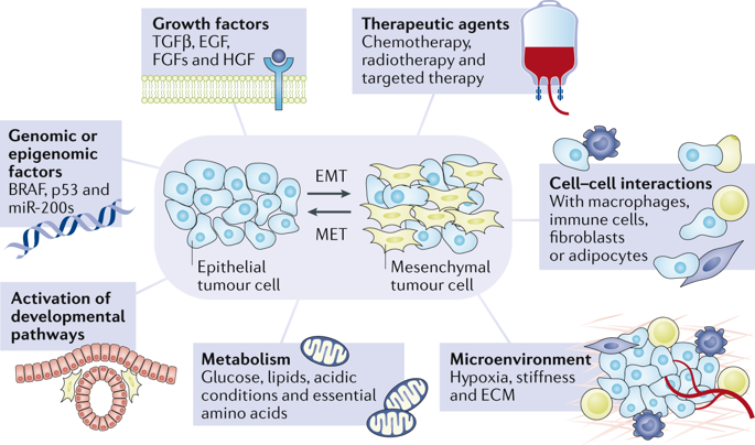 Epithelial-Mesenchymal Transition and its Regulation in 