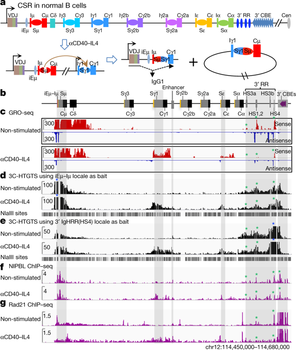 Fundamental Roles Of Chromatin Loop Extrusion In Antibody Class Switching Nature X Mol