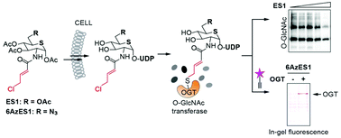 靶向共价抑制细胞中 Em O Em Glcnac转移酶 A Href Fn1 Title 可用电子补充信息 Esi 详细介绍了化学合成和生化方法 参见doi 10 1039 C9cc04560k A Chemical Communications X Mol