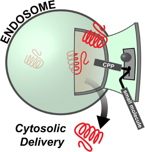 cytosolic-delivery-of-macromolecules-in-live-human-cells-using-the-combined-endosomal-escape